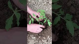 Growing Tomatoes is Easy | How to Grow Tomatoes from Seed