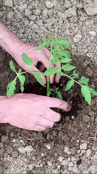 Growing Tomatoes is Easy | How to Grow Tomatoes from Seed