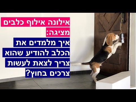 וִידֵאוֹ: כיצד להעביר כלב בשנת