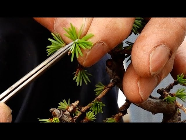 Did you know the reason for plucking Japanese larch buds? 【With