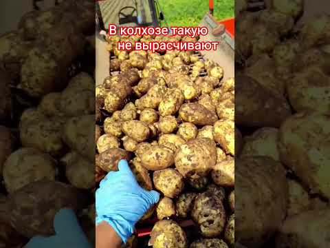 Беларуские фермеры уже собирают первый урожай картошки #новости #беларусь