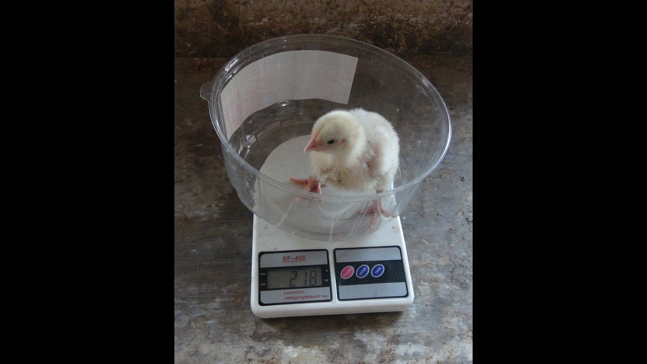 Бройлерам 10 дней - взвешивание.