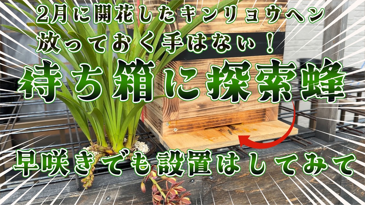 探索蜂が！２月キンリョウヘン早く咲いたので待ち箱設置したら...　日本ミツバチ・今年の分蜂は早まるのか？　和歌山県紀の川市