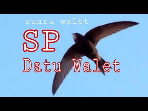 sp-datuk-walet