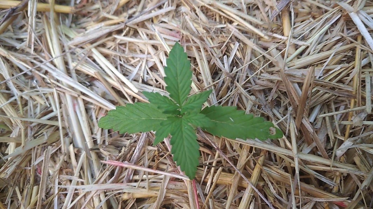 Auto Opium fem 20 дней F1 seeds и Divine Seeds