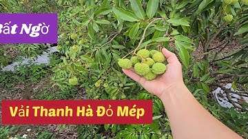 QUÁ BẤT NGỜ VẢI THANH HÀ BẮT ĐẦU ĐỎ MÉP I NÚI ĐỒI LỤC NGẠN