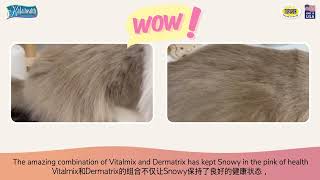 Selkirk Rex Snowy's lush fur | Kala Health Dermatrix