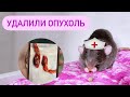 Вырезали опухоль у Люция, лечим Персея, Зева злюка 🐀🐁🐀