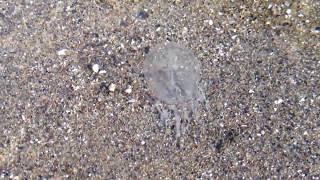 Jellyfish In Pacific City, Oregon (watch in 1080p)