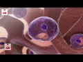خلايا كرات الدم الحمراء Red Blood Cells 