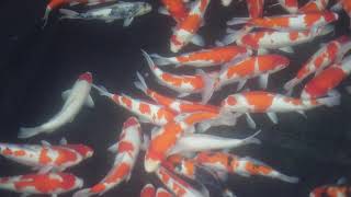元大2019自產拍賣魚-3-20200611-2
