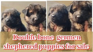 good quality double bone germen shephered puppies for sale in telugu \\8374289950