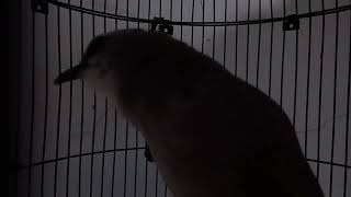 Download Lagu Trucuk ropel durasi 1 nafas 1 menit #burung #trucukan #ropel MP3