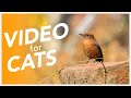 🐱 CAT TV  - Wild Birds in The Forest - Bird Video for Cats to Watch 📺