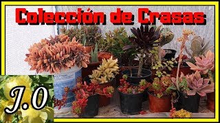 🌵 Succulent Collection [22 Species   Names] 🌞🌵 (Part 1)