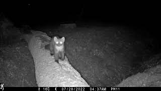 Pine Marten, New Forest, 28/7/22 by Wild New Forest 60 views 1 year ago 21 seconds
