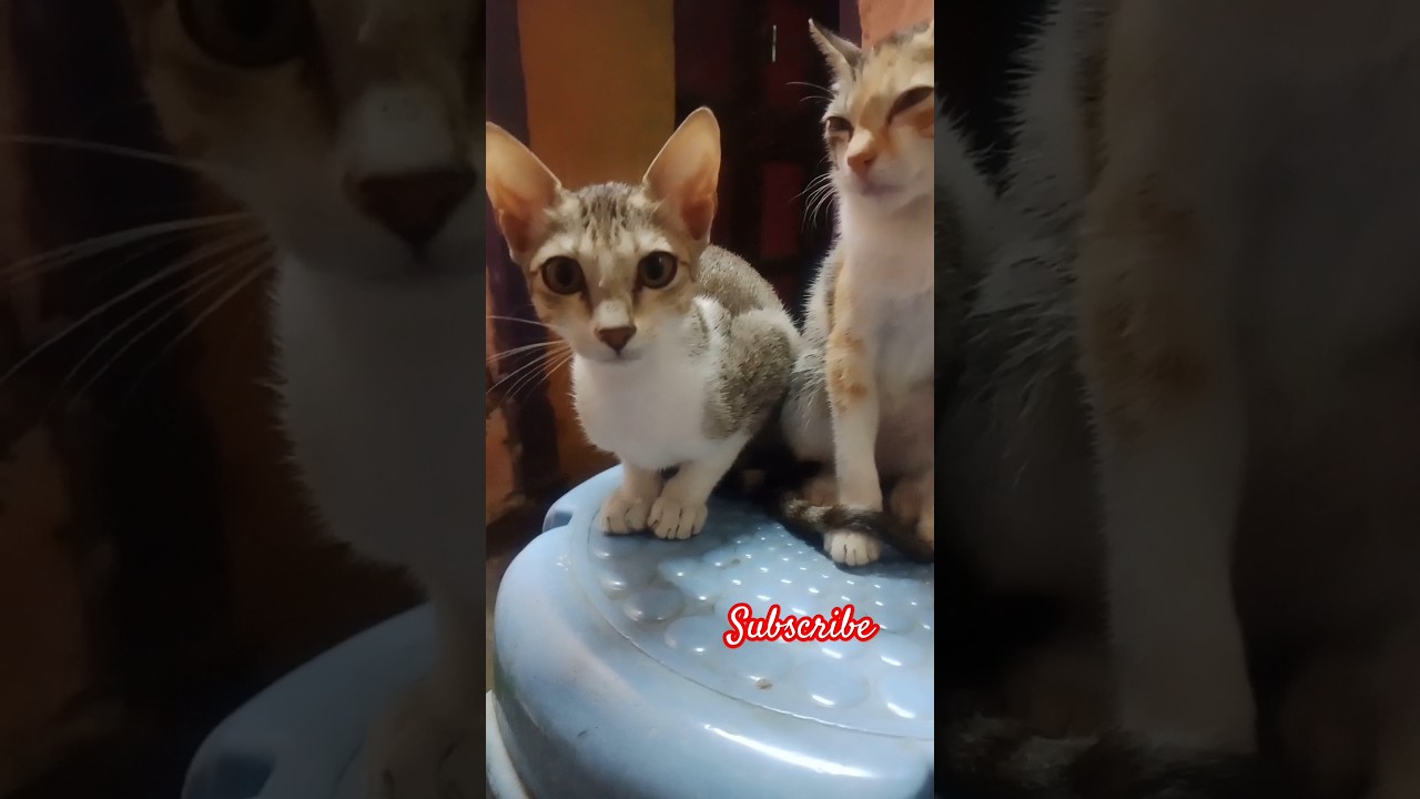 Cute baby Cat's ❤️🐱🐱🐱💕