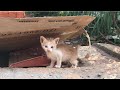 A Little Kitten Abandoned By Its Mother. Her Cute Face Will Melt Your Heart. lily ivo