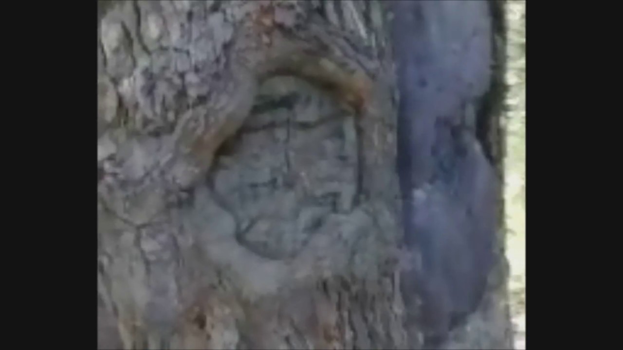 Velius The Devils Tree/Oak Hammock Park YouTube