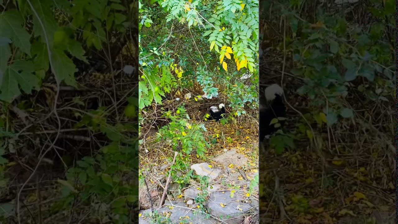 How I manage my Backyard Flock