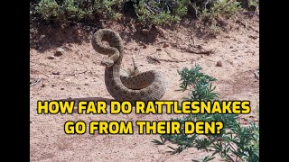 How Far Do Rattlesnakes Go From Their Den