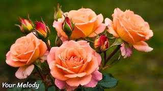 музыка для души 🌸 Музыка расслабляет нервную систему, улучшает память 🌿 Музыка Сергея Грищука музыка для души 🌸 Музыка расслабляет нервную систему, улучшает память 🌿 Музыка Сергея Грищука