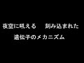 「silent moon」