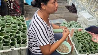 Intip Produksi lontong di Kampung Lontong Surabaya !