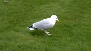 Download Lagu Seagull dance MP3 Download Lagu Seagull dance MP3