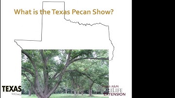 All About the Texas Pecan Show