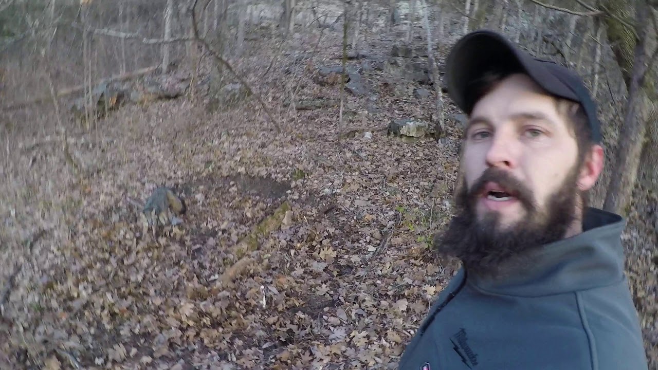 Trapping 2020 grey fox