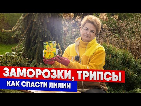 Видео: Заморозки, трипсы - как спасти лилии