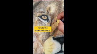 How to Use WATERCOLOR PENCILS#watercolorpencils #watercolorpencil #watercolor #watercolorart #art