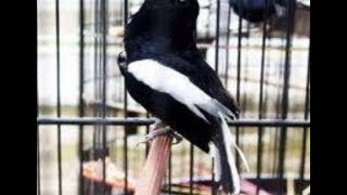 Tips Mengatasi Gangguan Pernapasan Pada Burung Kacer