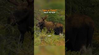 Would You Take Or Pass This Bull Moose? #hunting #moose #nloa