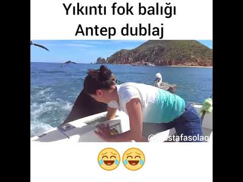 Yıkıntı Fok Balığı (Antep Dublaj)