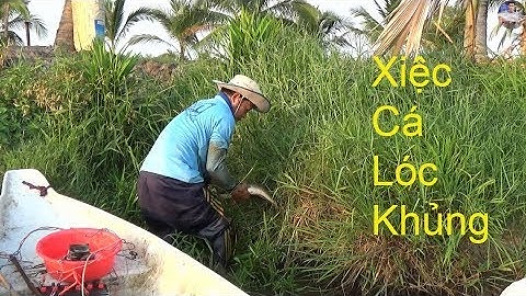 Xiệc bắt cá còn sót lại trong ruộng lúa Phần 1 | Catch fish in vietnam