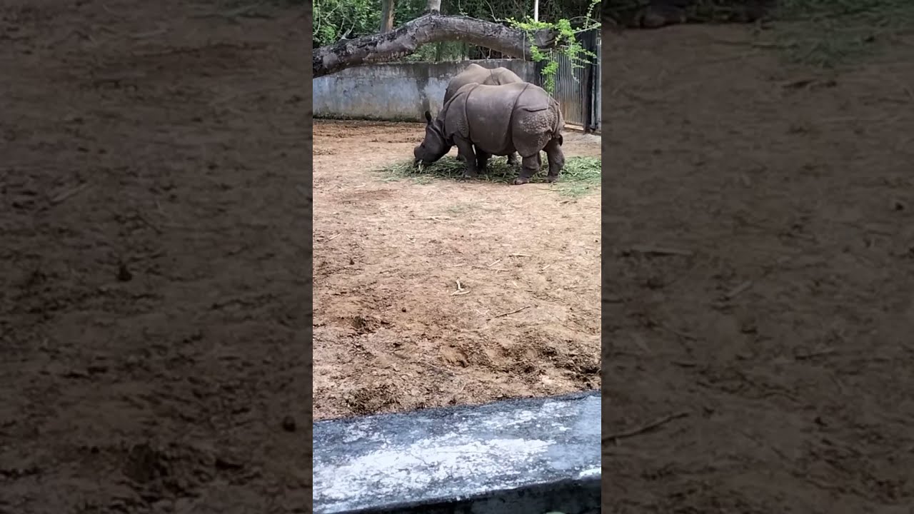  Wildlife Rhino Spotted
