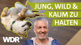 Hund in der Pubertät: Was tun? | Hunde verstehen | S04/E04 | WDR