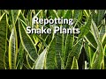 Repotting Snake Plants: The Mix To Use & How To Do It / Joy Us Garden