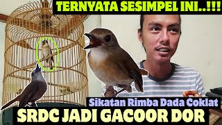 TERNYATA SESIMPEL INI KOK ⁉️ BIKIN BURUNG SRDC JADI GACOR DOR || Tips SRDC Agar Cepat Gacor