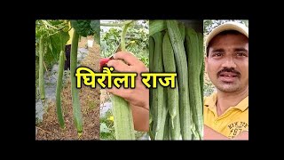 घिरौंला खेती गर्ने यो ❣️ सबैभन्दा उत्तम तरिका हो ‌। Sponge Gourd Farming Formula । Narayadi Giraula