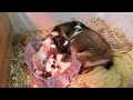 Nigerian Dwarf Goat Birth