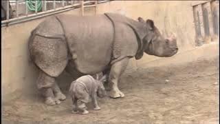 Baby Genius Songs: Baby Animals