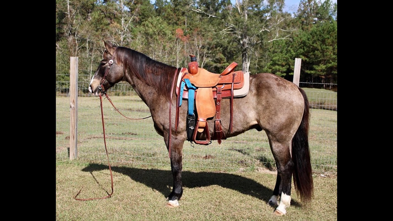Dark Buckskin Quarter Horse For Sale YouTube