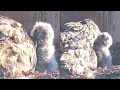 Kassikakk::Eagle Owl~😍  Hanna and her big Owlet ~7:41 am 2024/04/29