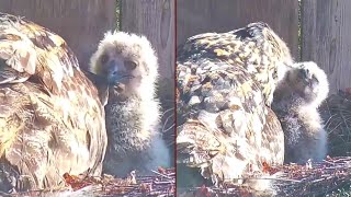 Kassikakk::Eagle Owl~😍  Hanna and her big Owlet ~7:41 am 2024/04/29