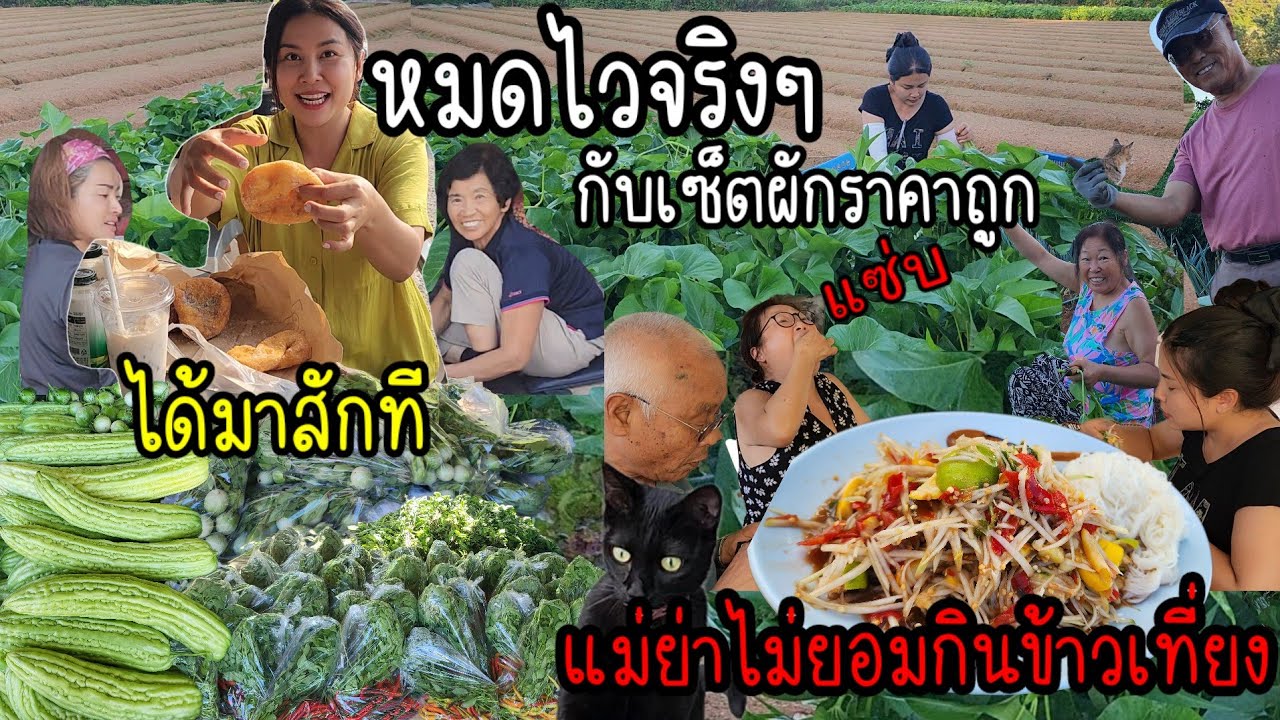 EP.904 เก็บผักเเพ็คผักตั้งนาน แต่พอขายแป๊บเดียวหมด ได้เวลาไปกินขนมปังอร่อยที่เคยบอกไว้ค่ะ