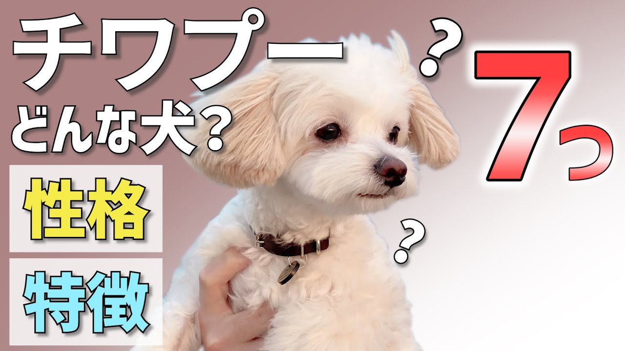 I チワプー 性格 特徴を７つのポイントで解説 ミックス犬人気の秘密 063 Characteristics Of Mixed Dogs Youtube