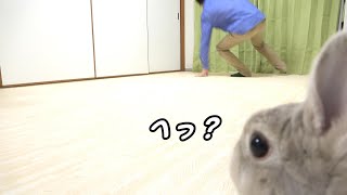 うさぎさんの目の前で派手にすってんころりんする飼い主の映像